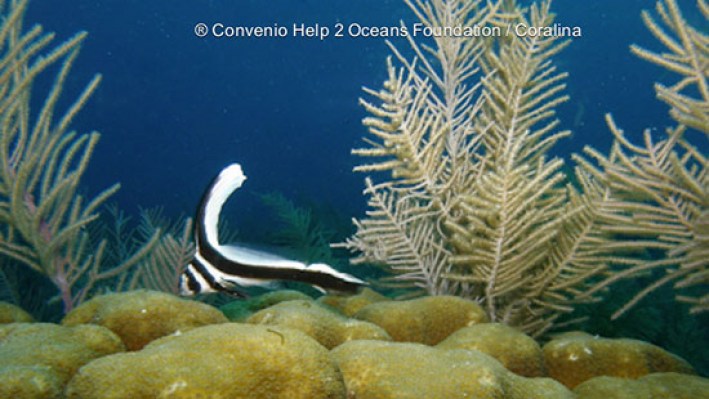 Spotted Drum (122)_741